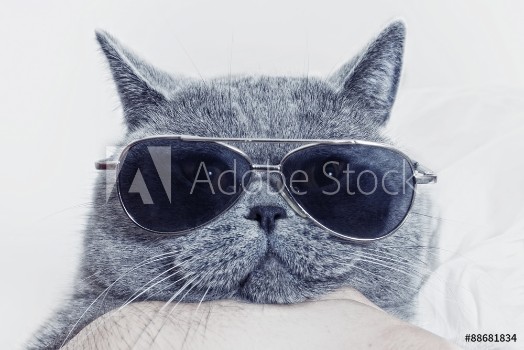 Bild på Funny muzzle of gray cat in sunglasses